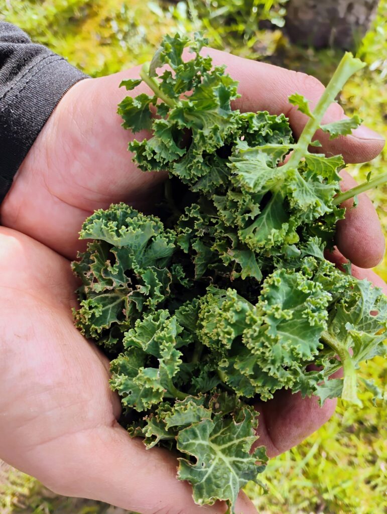Fresh kale growing in a homestead garden, rich in vitamins and easy to harvest