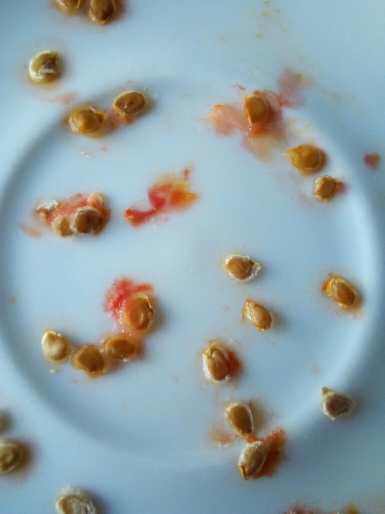 Fermenting tomato seeds after three days in jar