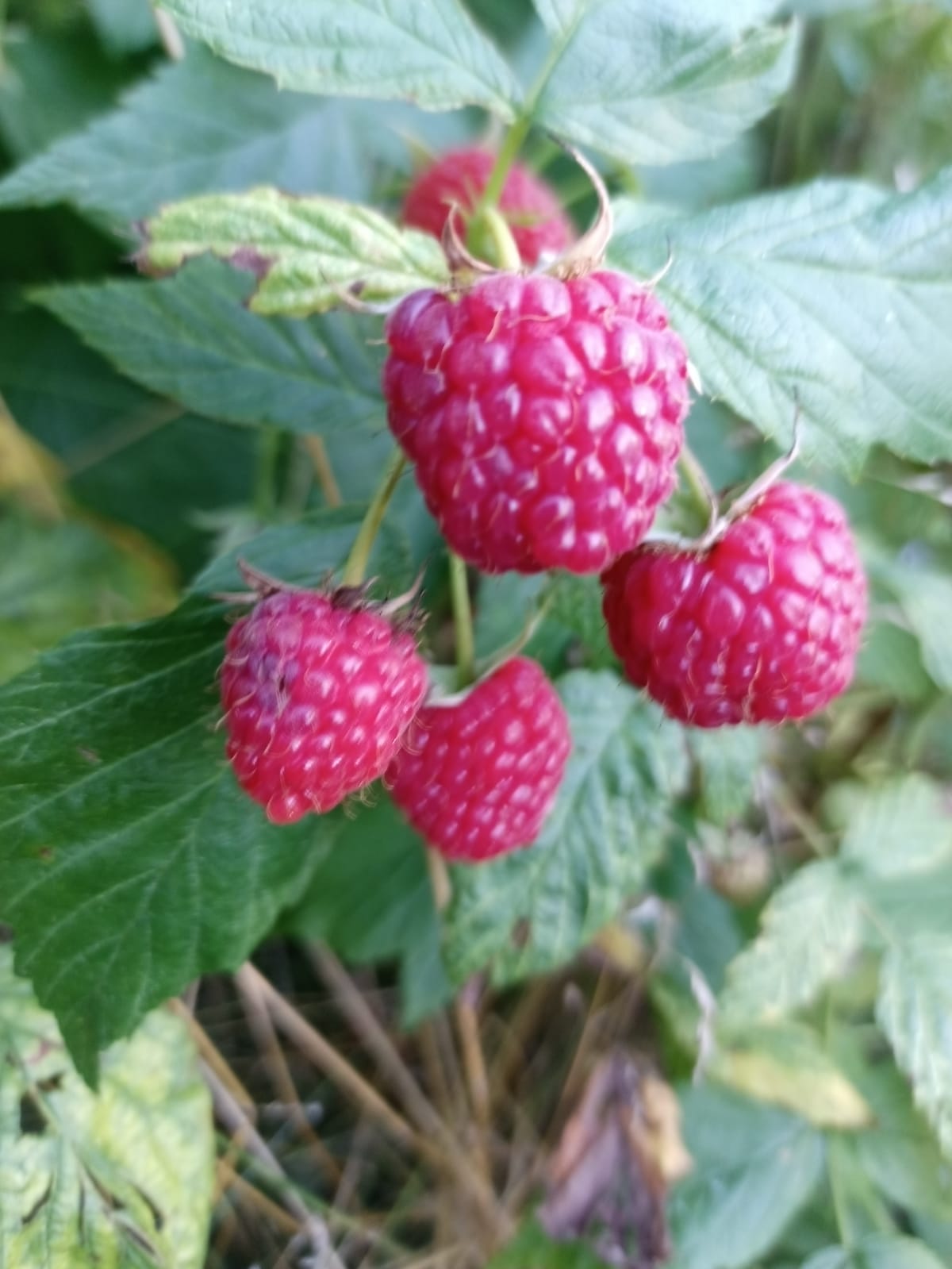 Fresh ripe raspberries on the bush ready to pick in the summer garden.