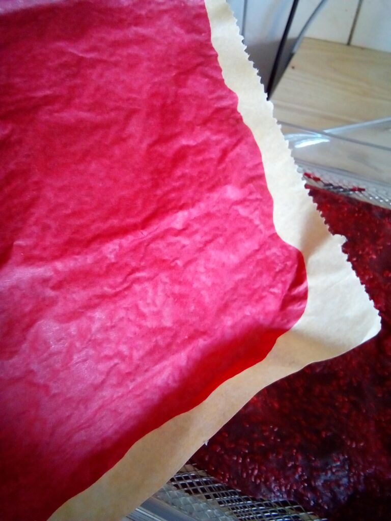 Raw food fruit leather gently drying in a dehydrator under 118°F.