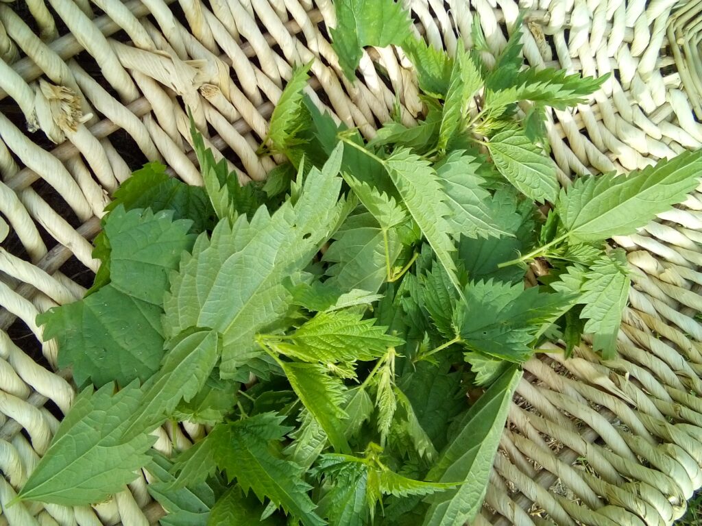 Forager harvesting nettles with bare hands safely