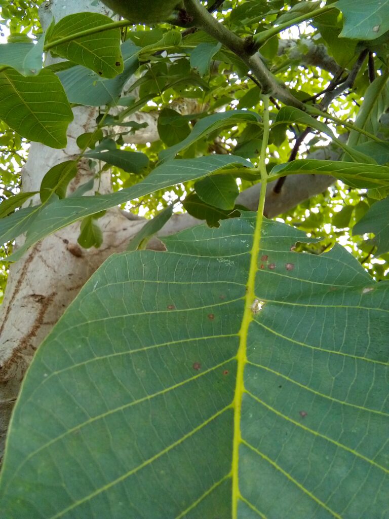 Close-up of black walnut tree kernel after harvest
