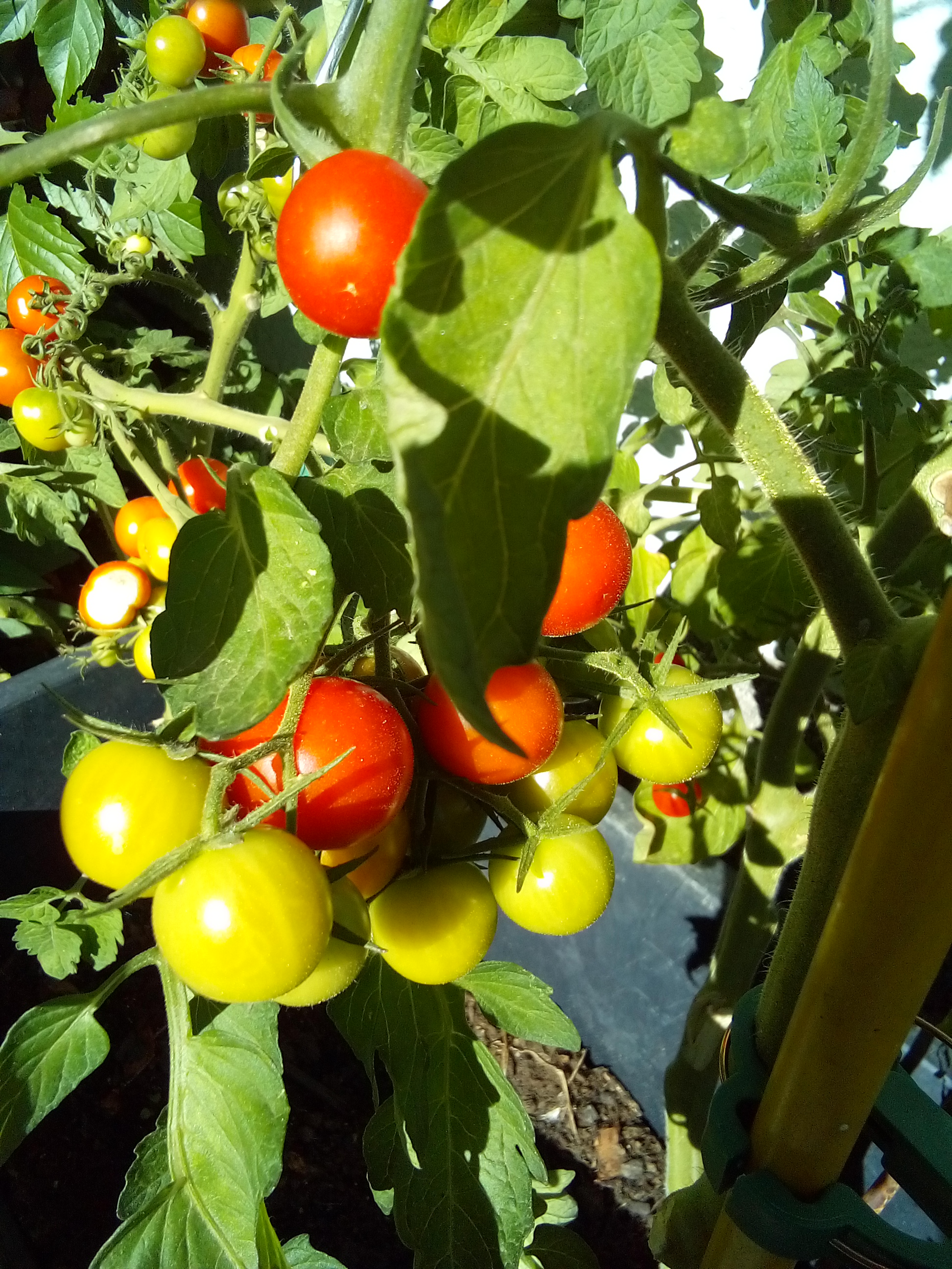 Collection of heirloom tomato seed varieties stored in envelopes