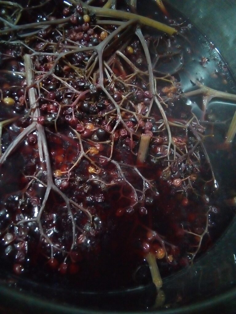 Elderberry juice poured into small bottles for winter remedies.