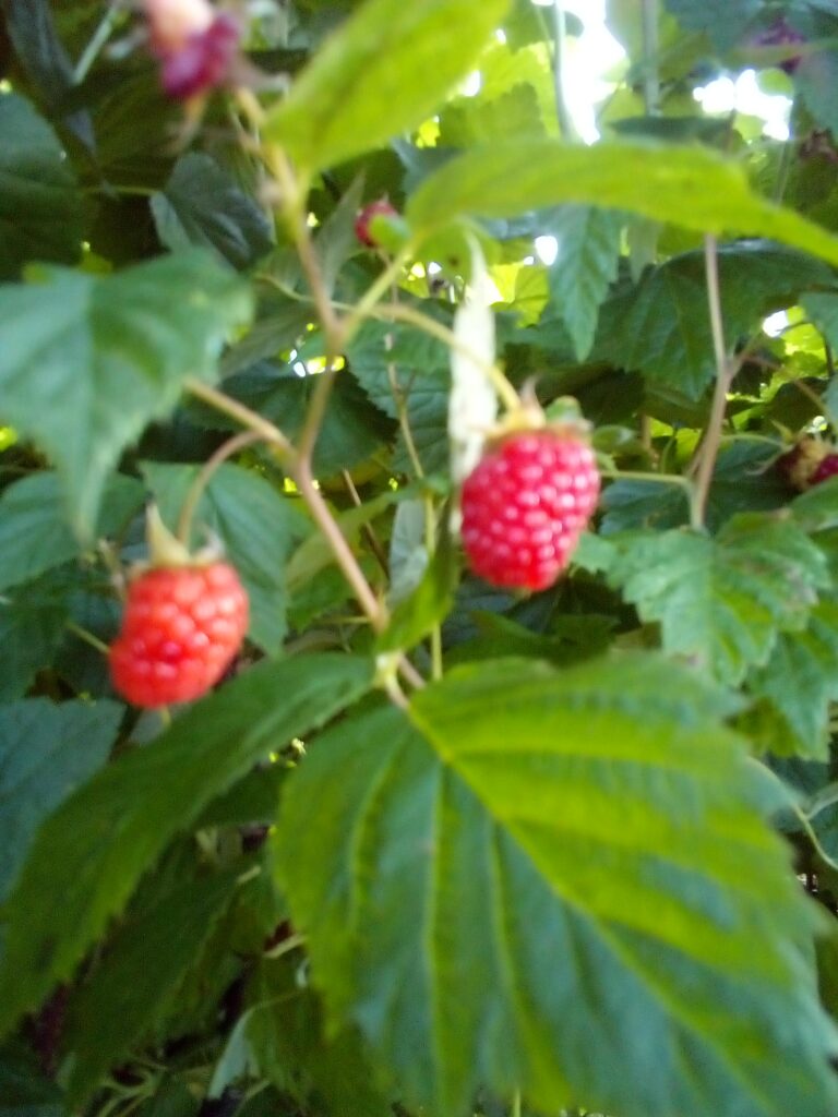 Ripe raspberries growing on a garden bush with green leaves in sunlight.