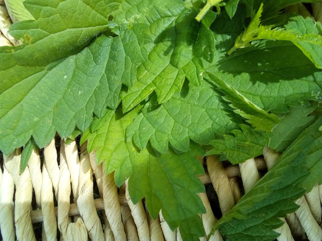 Harvesting stinging nettles bare-handed step by step