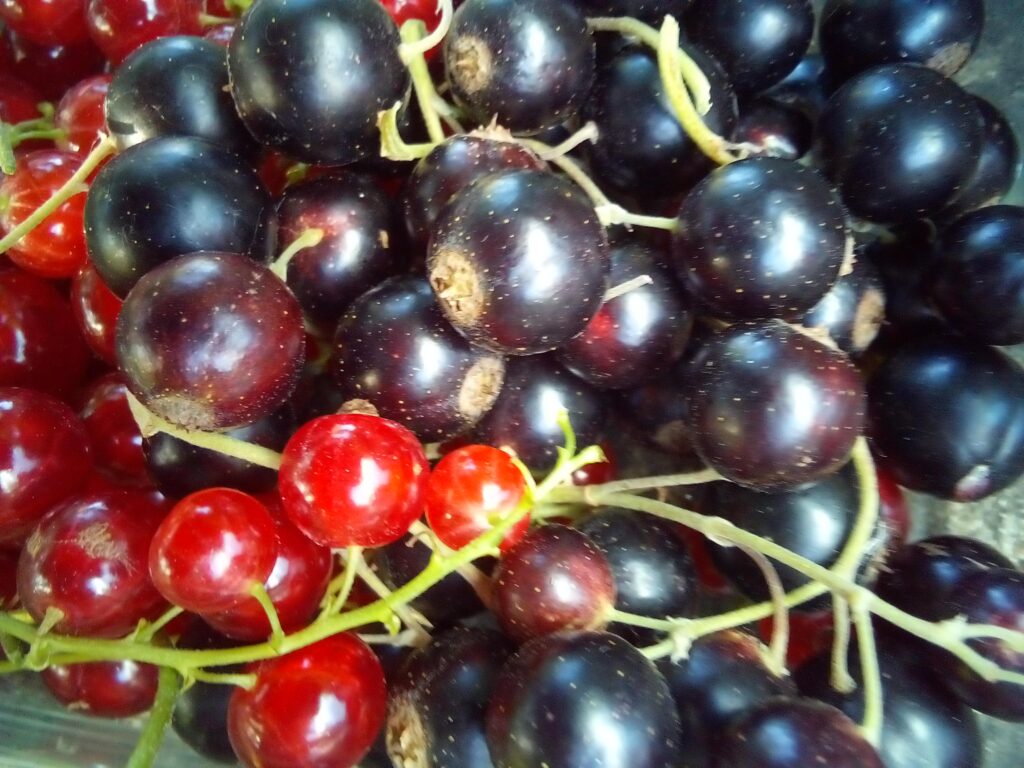 Summer berry harvest turned into juice without any juicer.
