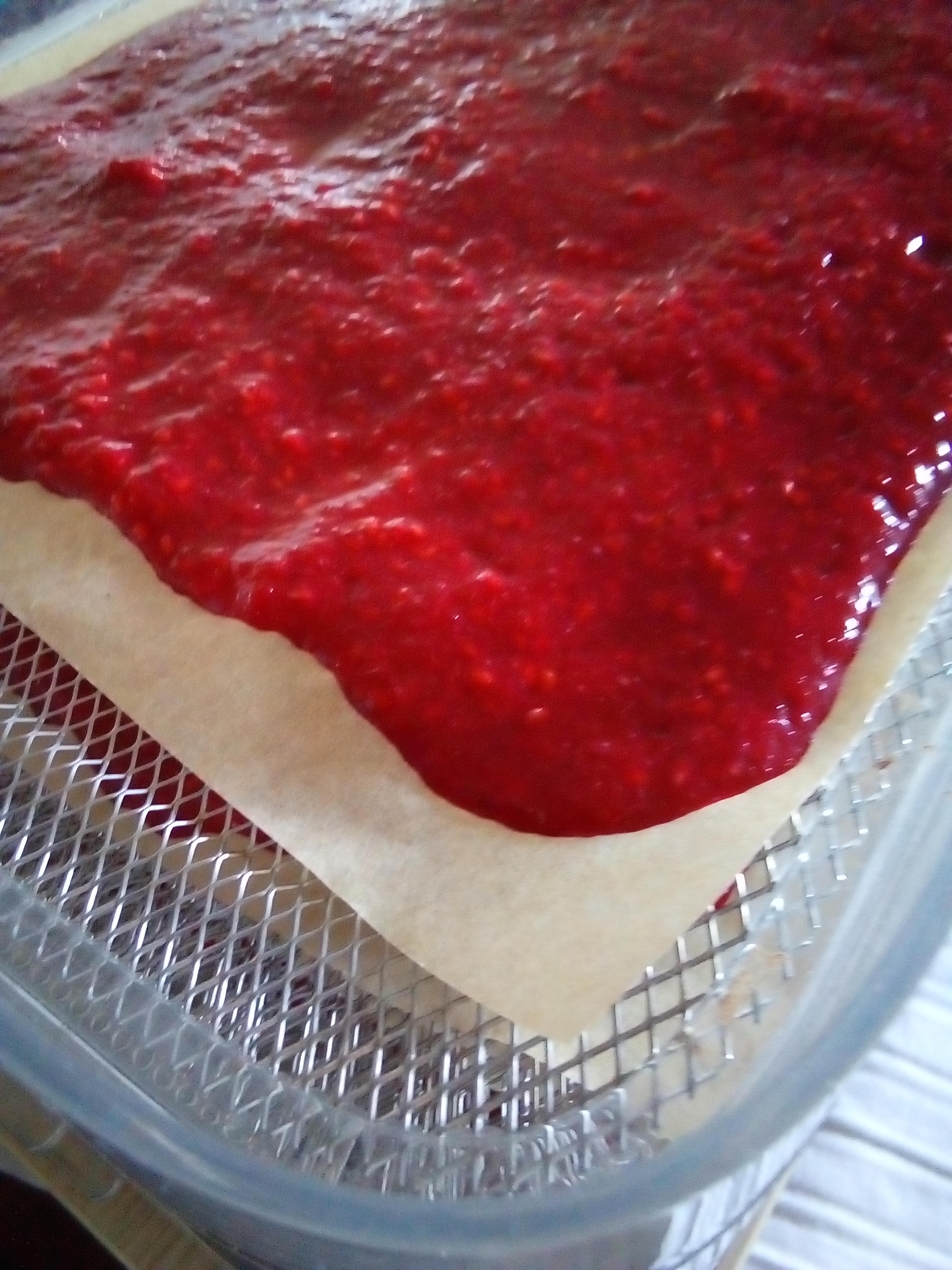 Raspberry fruit leather rolled into strips after drying in a food dehydrator.