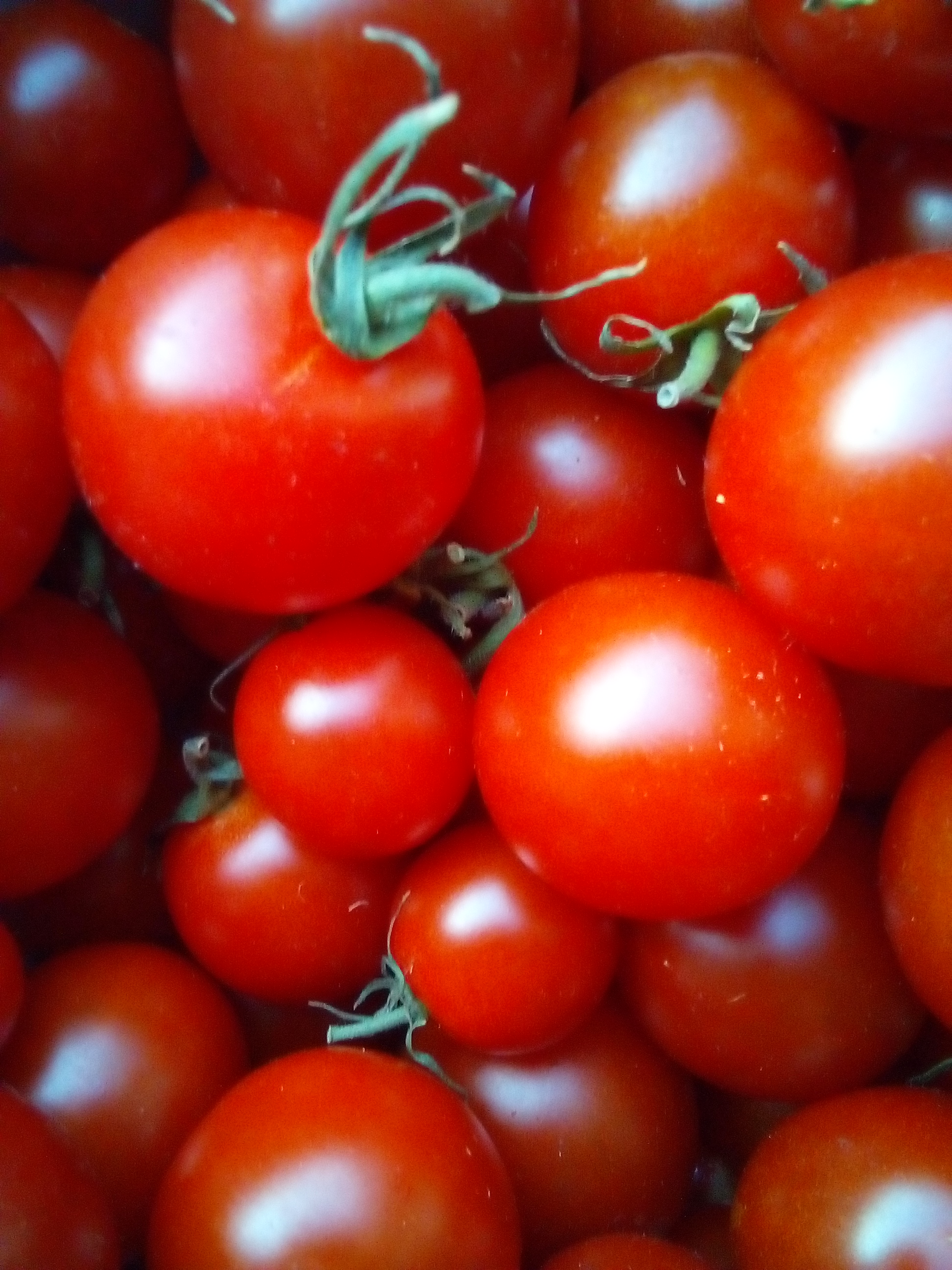 Different tomato seed varieties labeled and drying on paper