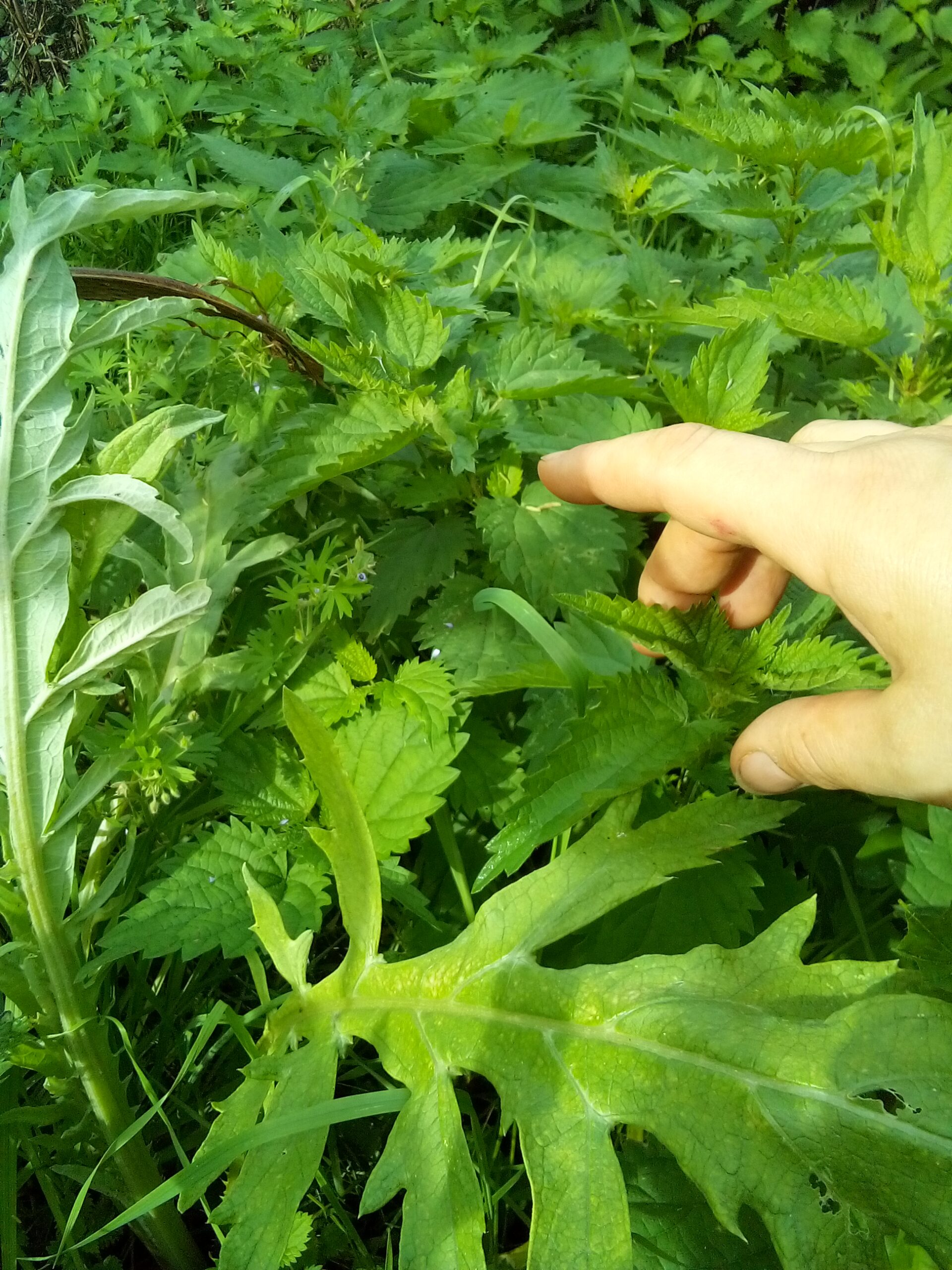 How to Pick Nettles Without Gloves