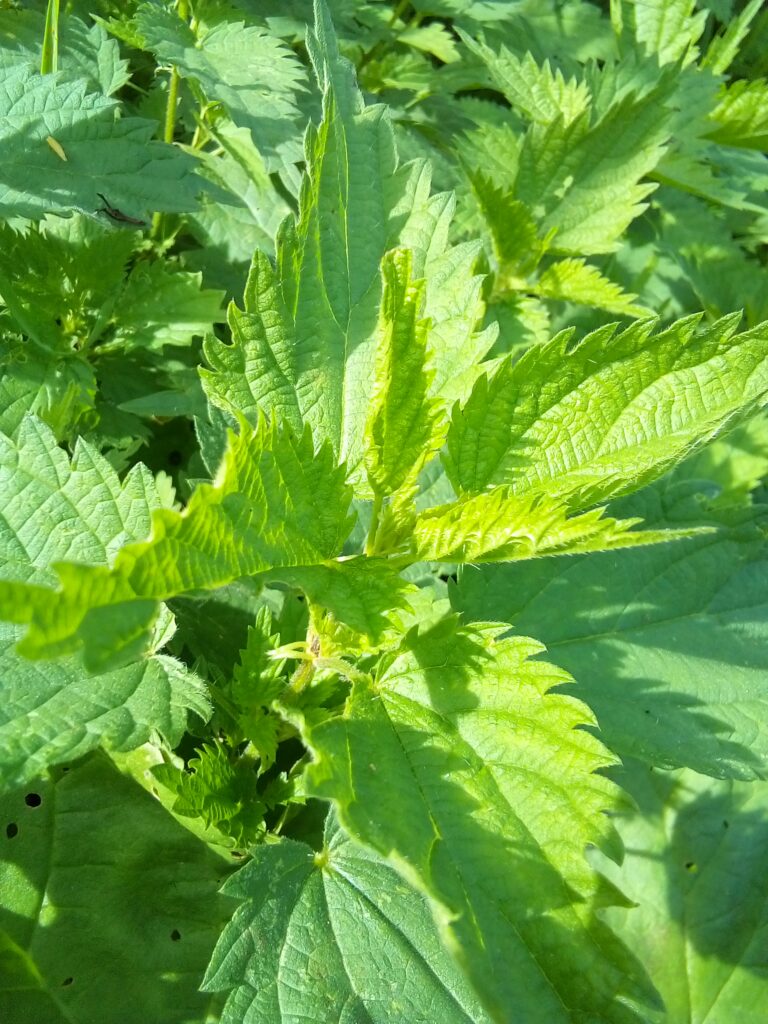 Young nettle leaves harvested without gloves