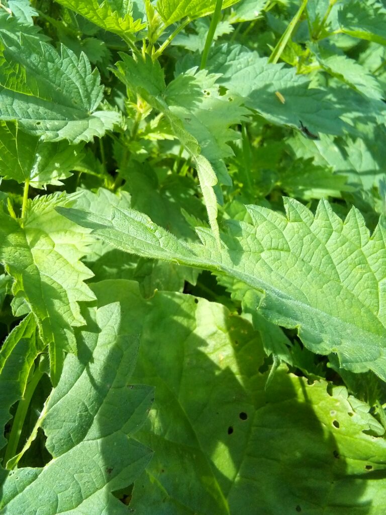 How to hold nettle stems safely with bare hands