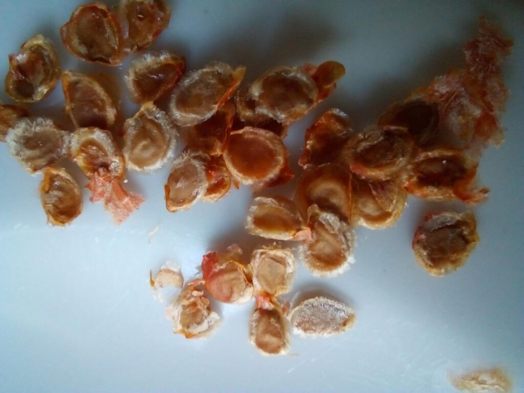 Tomato seeds saved without fermenting for beginners