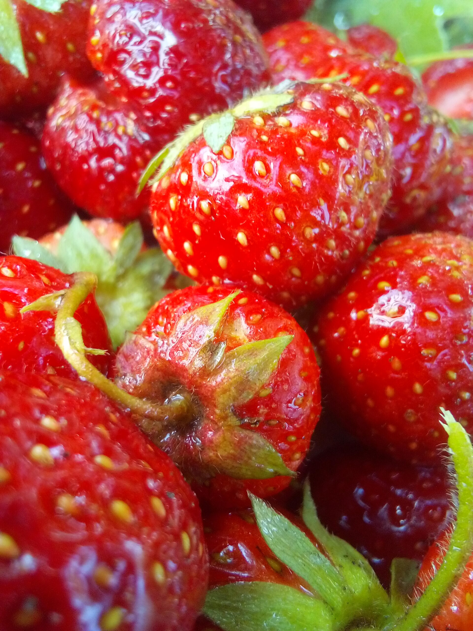 Beginner Gardening Guide: Start Your Journey with These Simple Tips