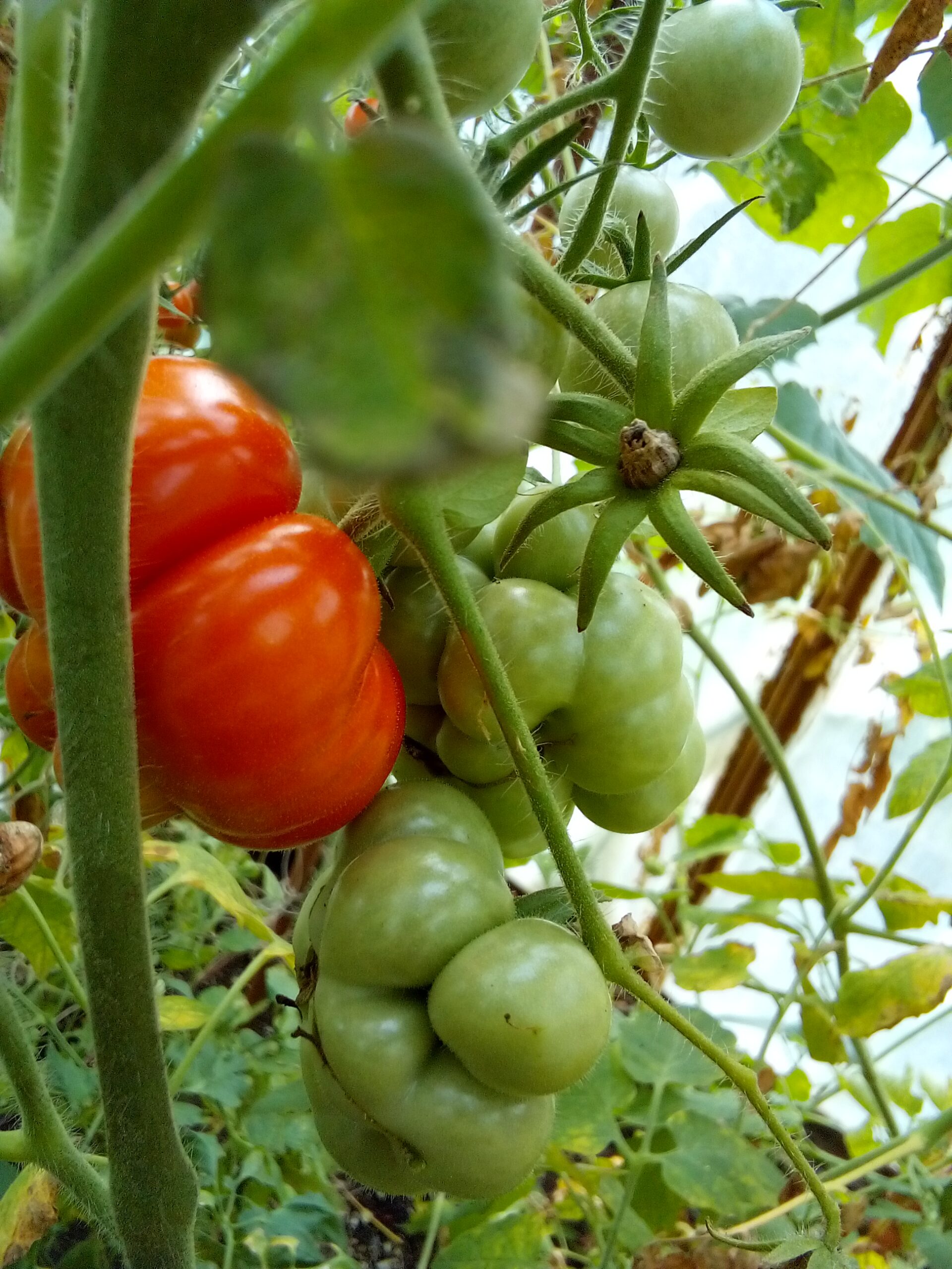 How to Start a Vegetable Garden – Easy Herbs for Beginners