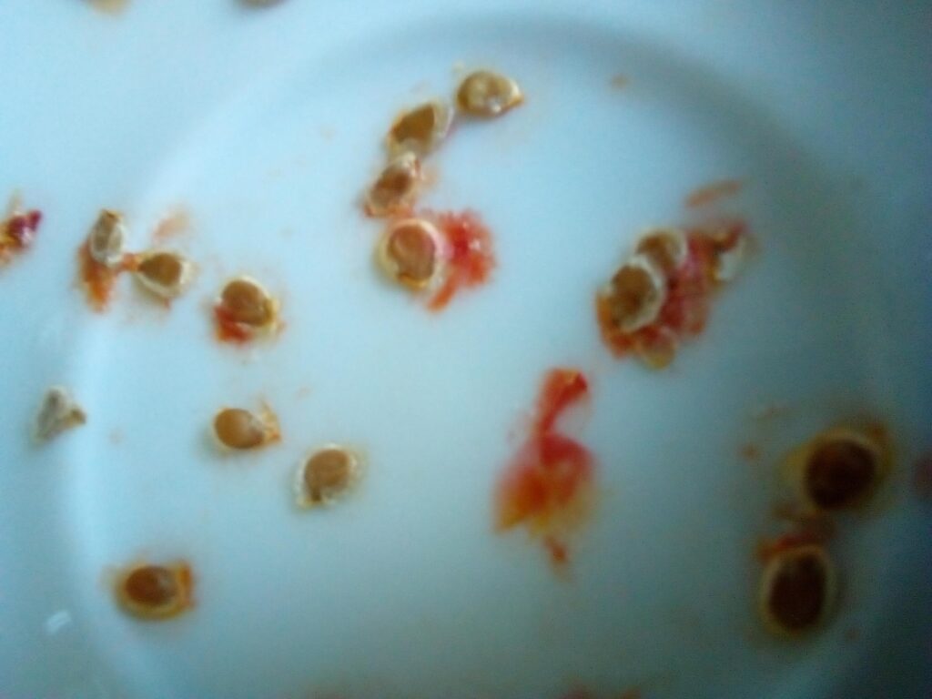 Tomato seeds fermenting in a glass jar with mold layer