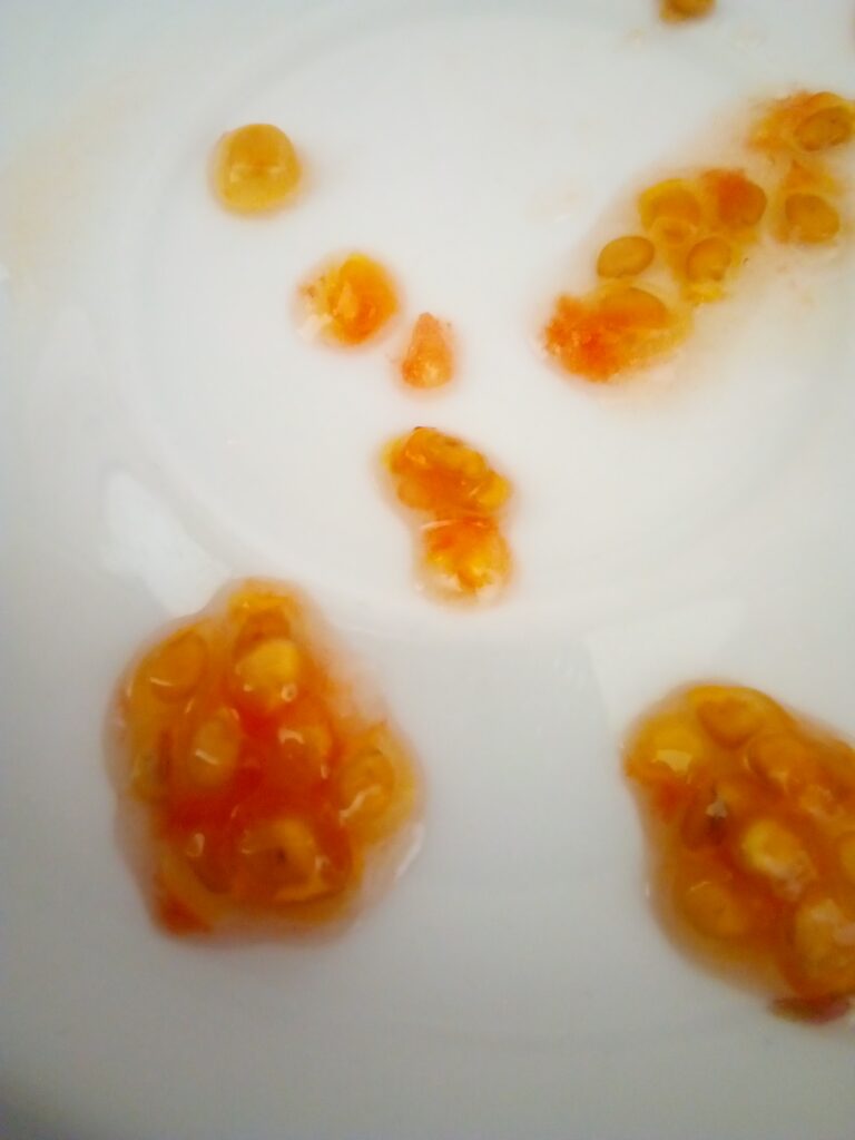 Jar with tomato pulp and seeds during fermentation
