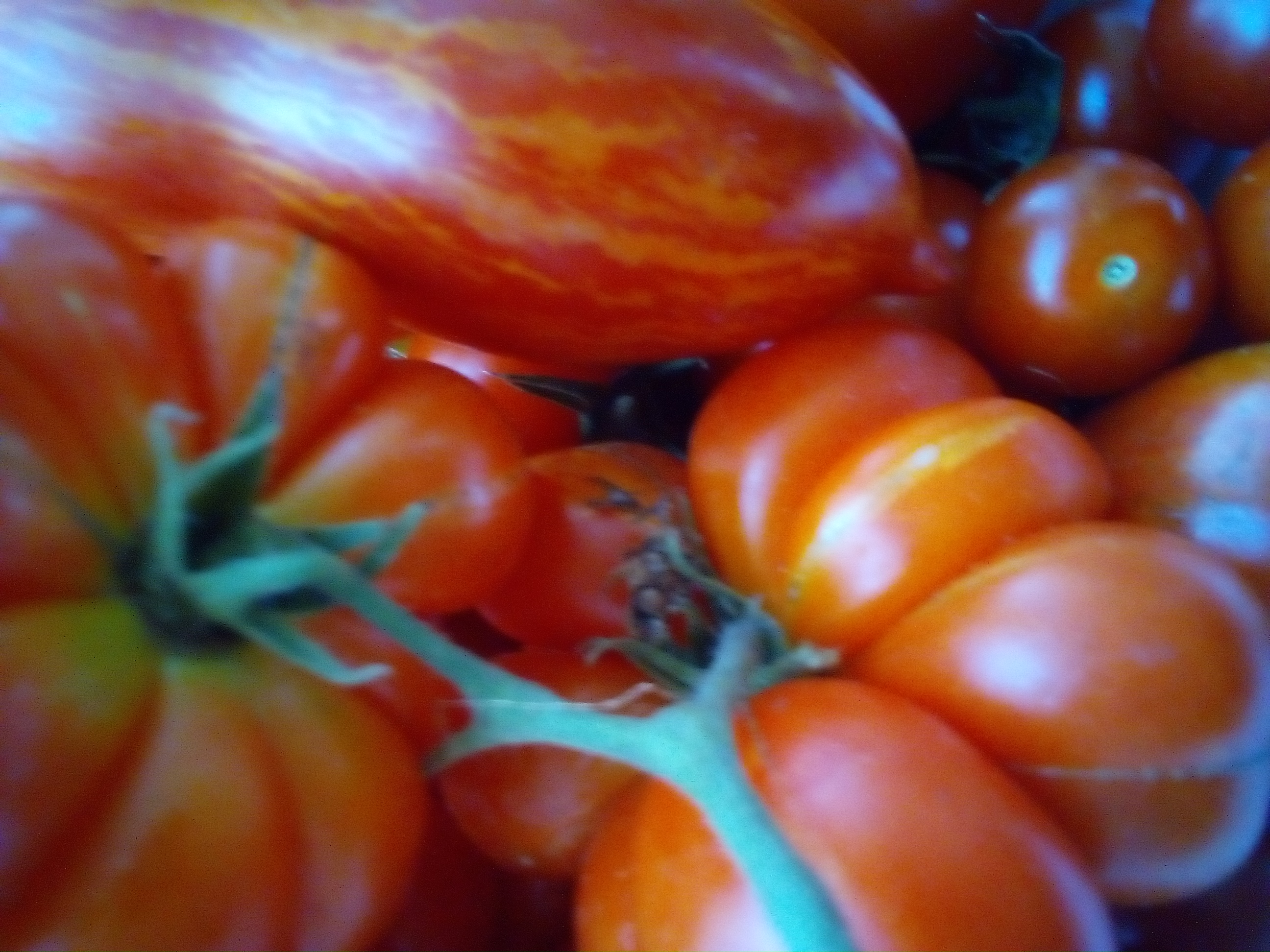 Storing tomato seeds from multiple varieties in labeled jars