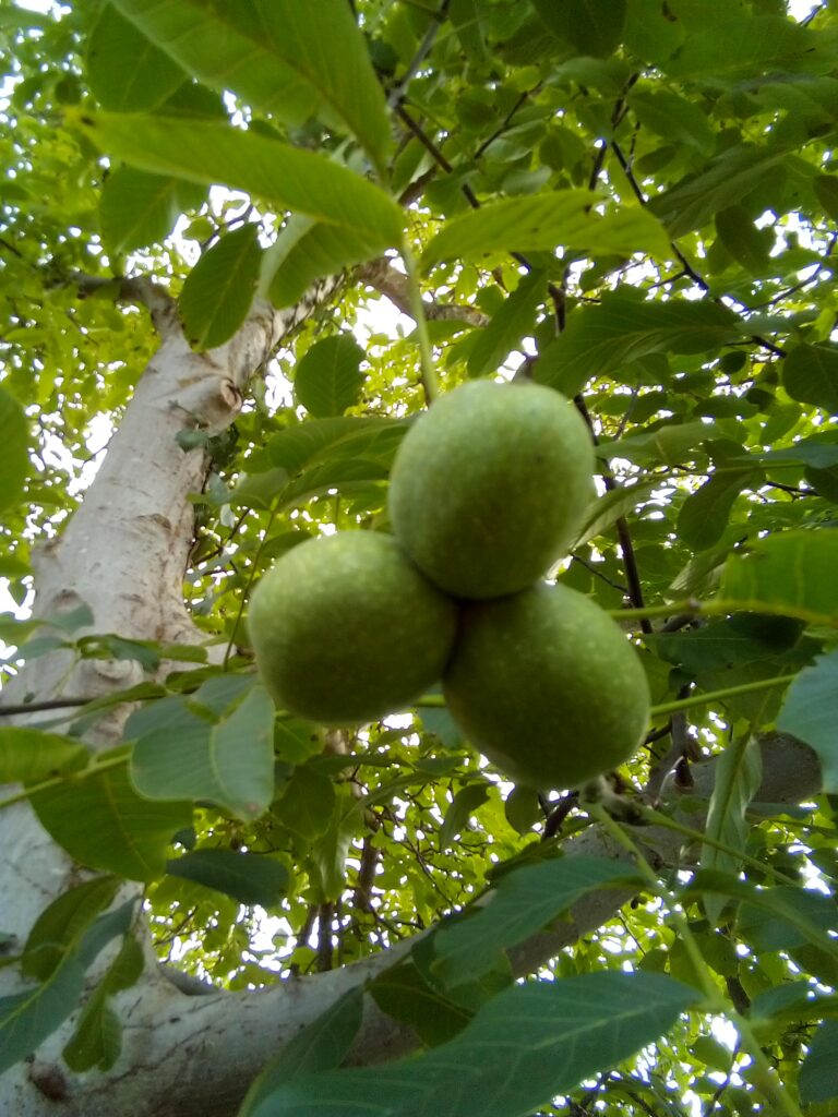 Walnut oil supporting heart health with omega-3 benefits