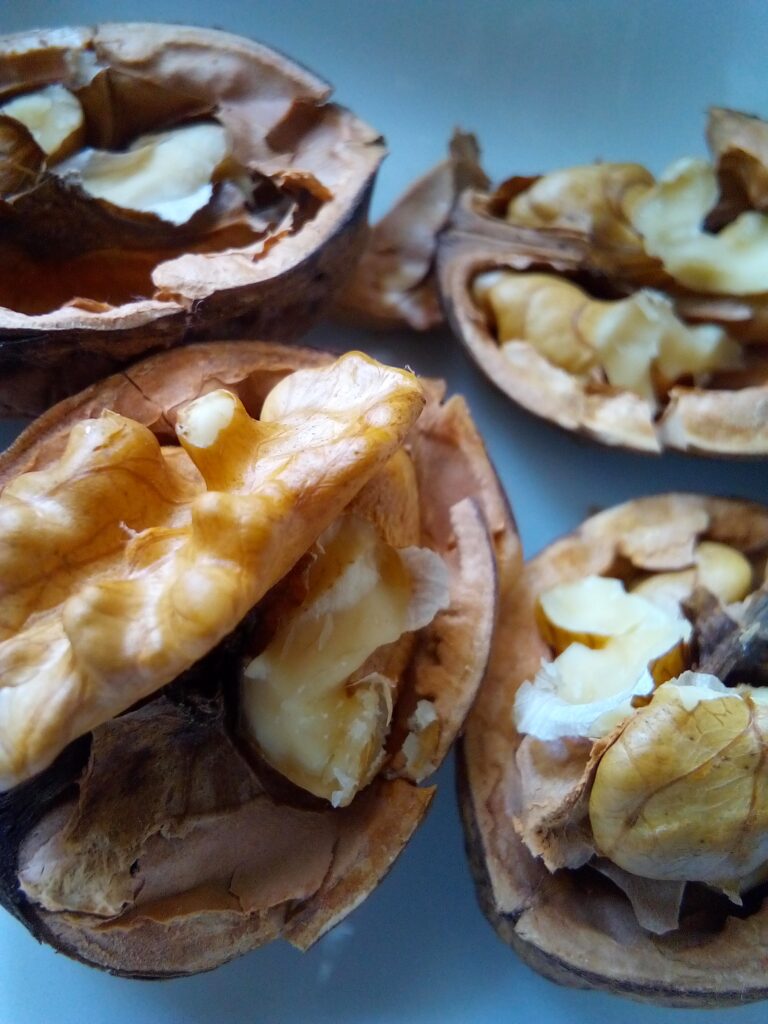 How to harvest black walnut with thick green husks
