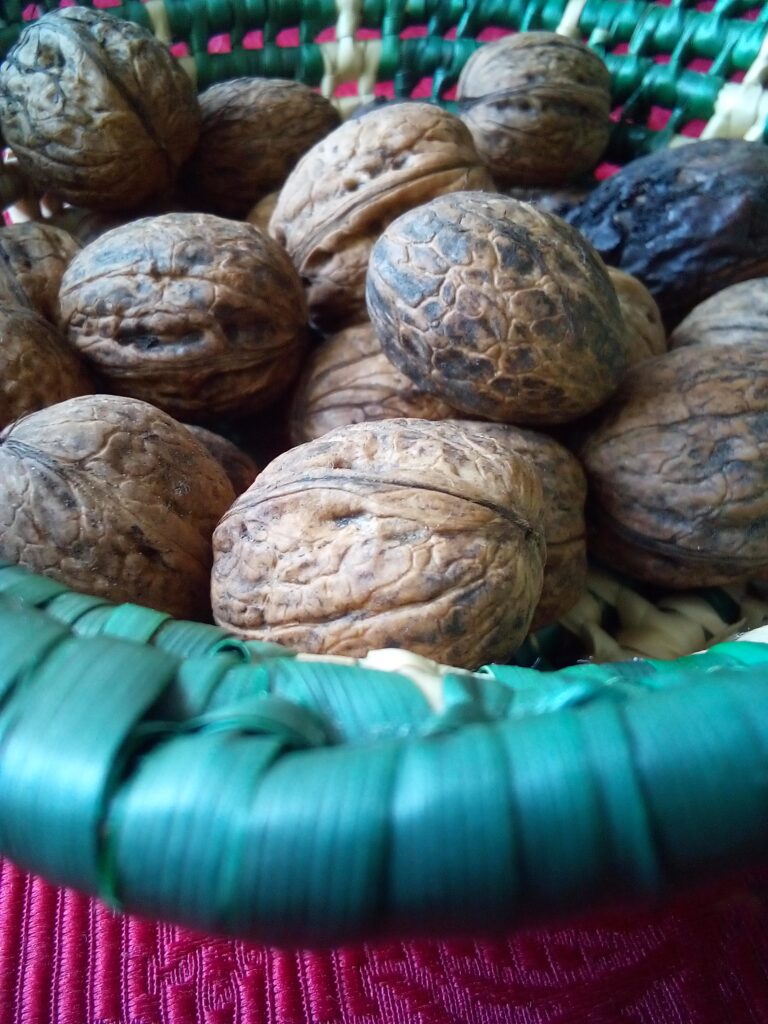 How to Harvest Black Walnut with Husks