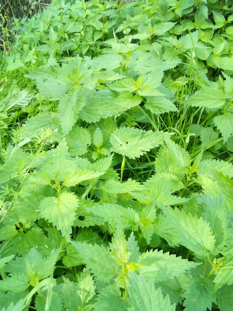 How to pick nettles without gloves safely without getting stung