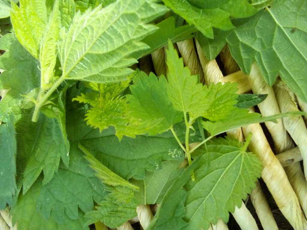 Bare-handed nettle picking technique without pain