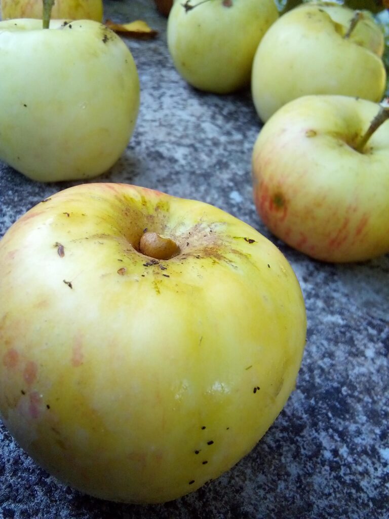 apples arranged neatly in stackable crates inside a basement storage room