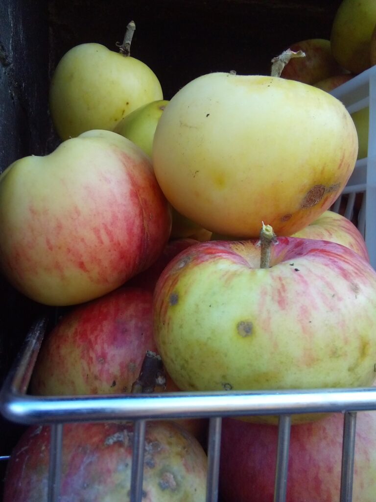 apples stored in foldable crates in a cool cellar, showing air circulation and organization