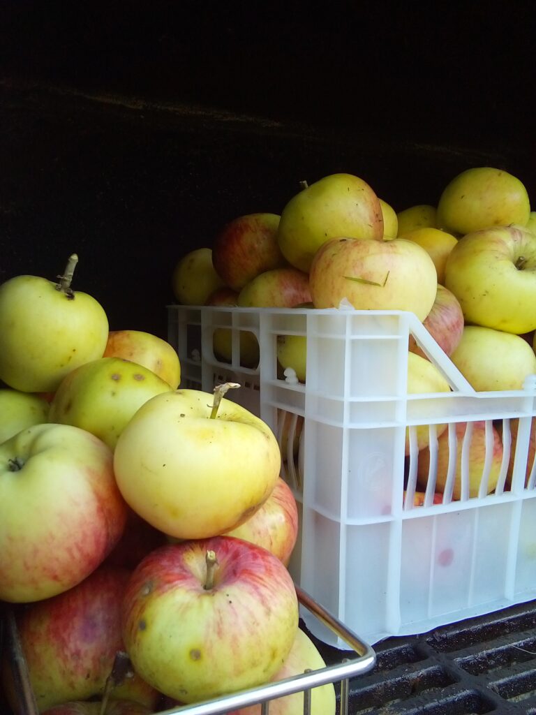 close-up of ripe apples in ventilated crate with frost-covered cellar wall behind