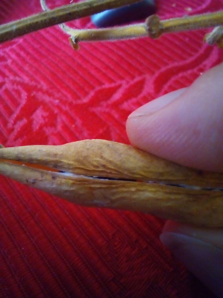 Screenshot-style flat lay of seed packets — buy vegetable seeds online Germany on Amazon.de.