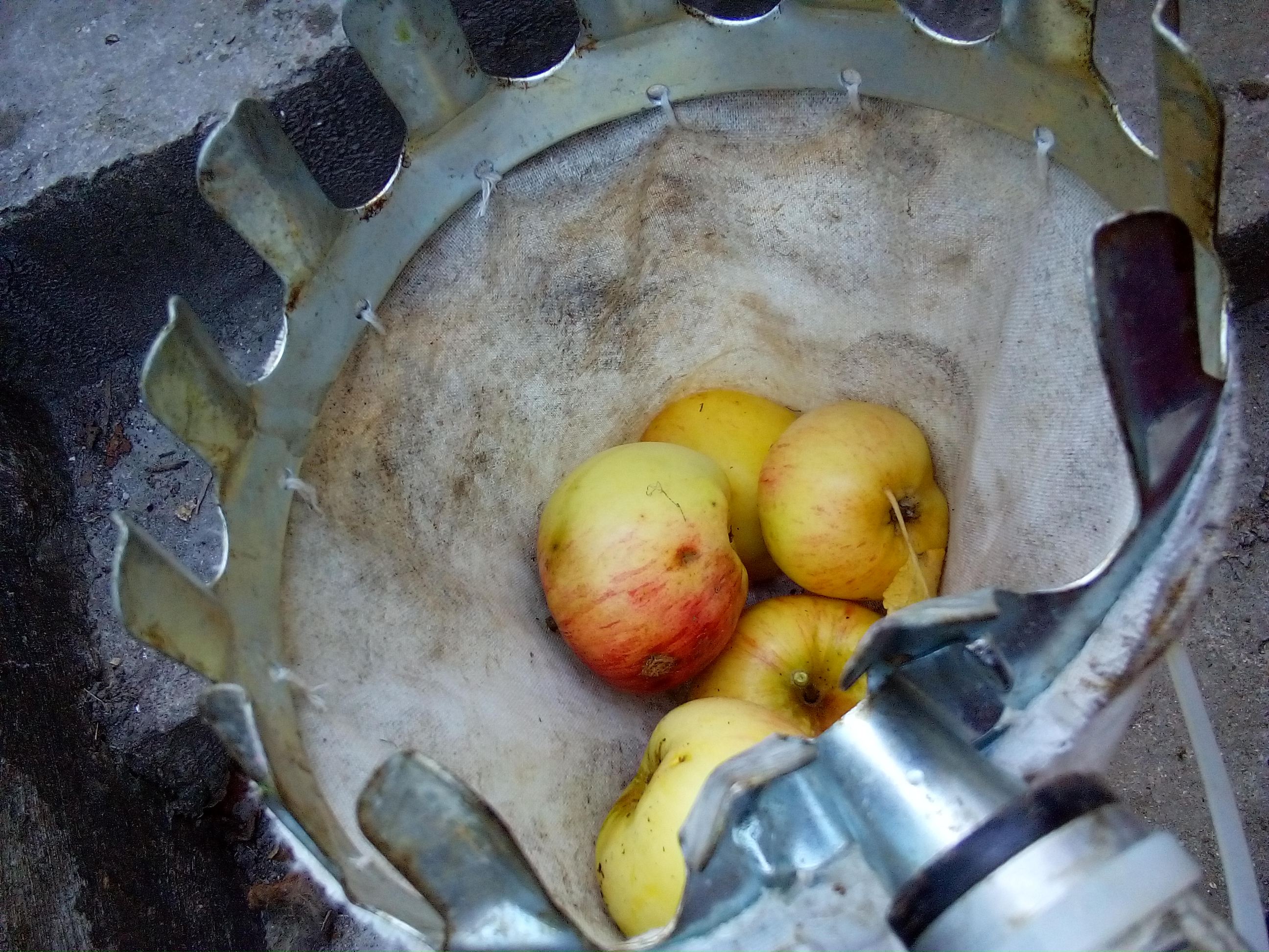 glass jar of apple vinegar fermenting next to leftover apple peels in kitchen