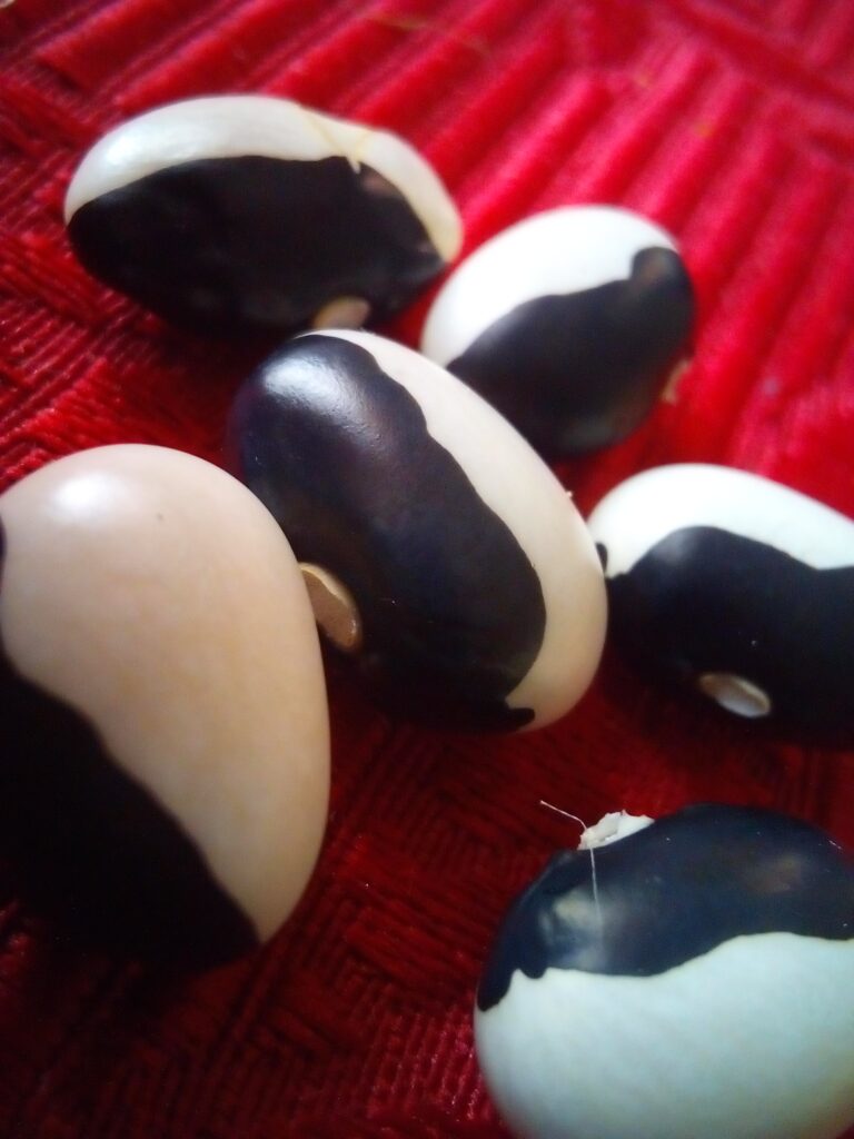 Heirloom vegetables grown from open-pollinated seeds Germany — tomatoes, kale, and zucchini in raised beds.