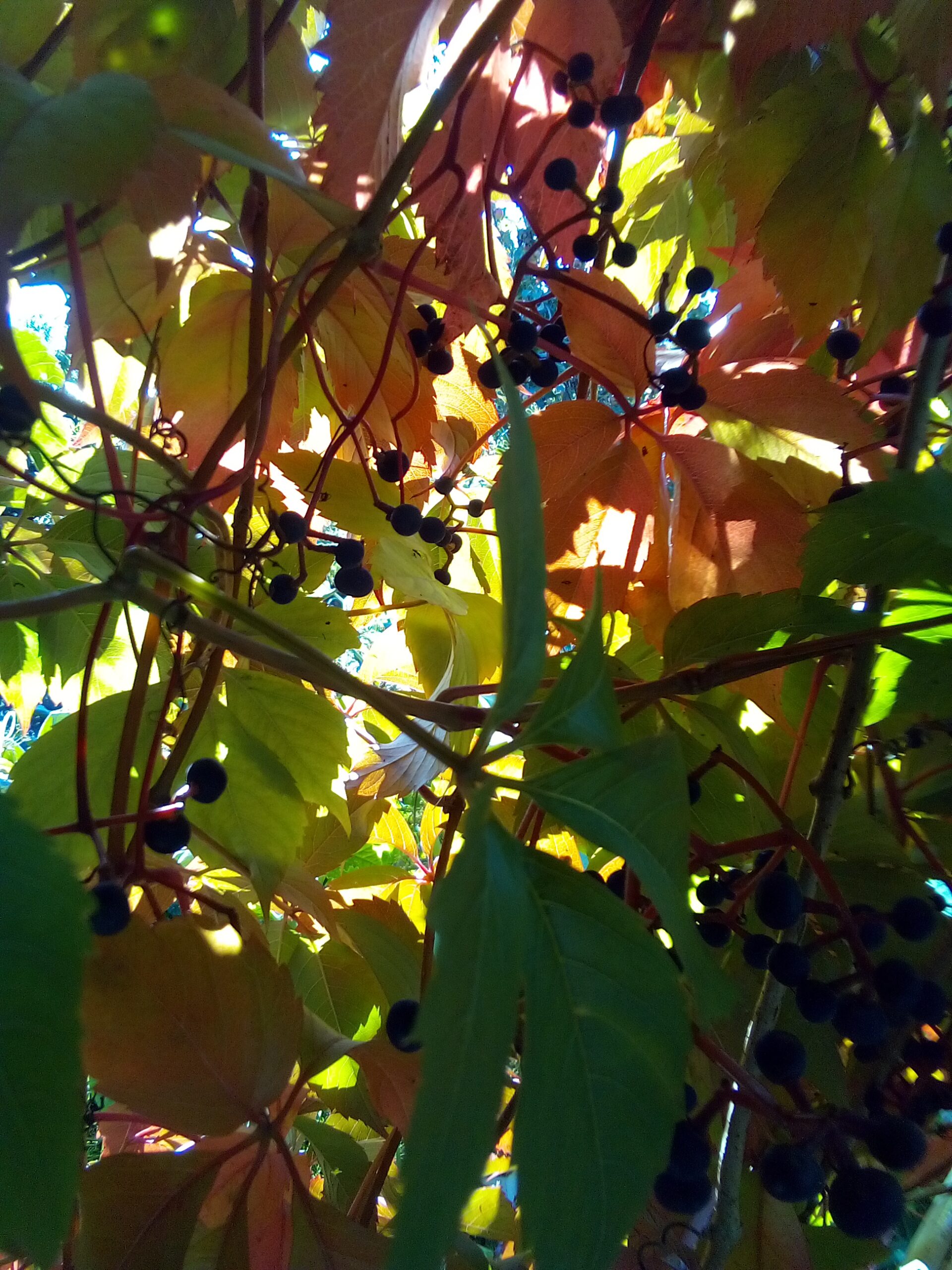 Homesteading for relaxation