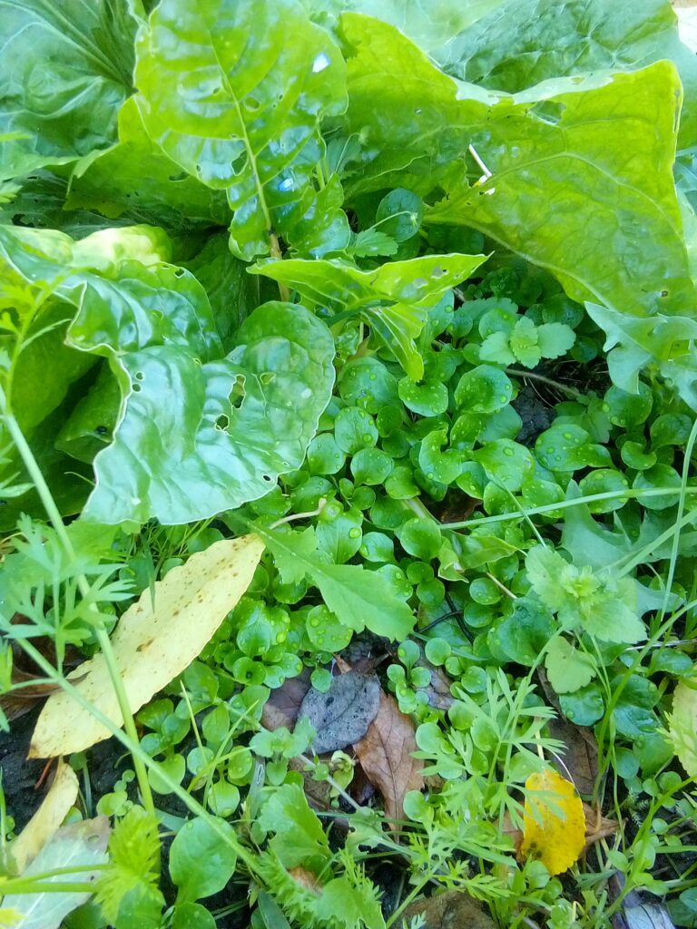 Close-up of heirloom lamb’s lettuce leaves grown from open-pollinated seeds