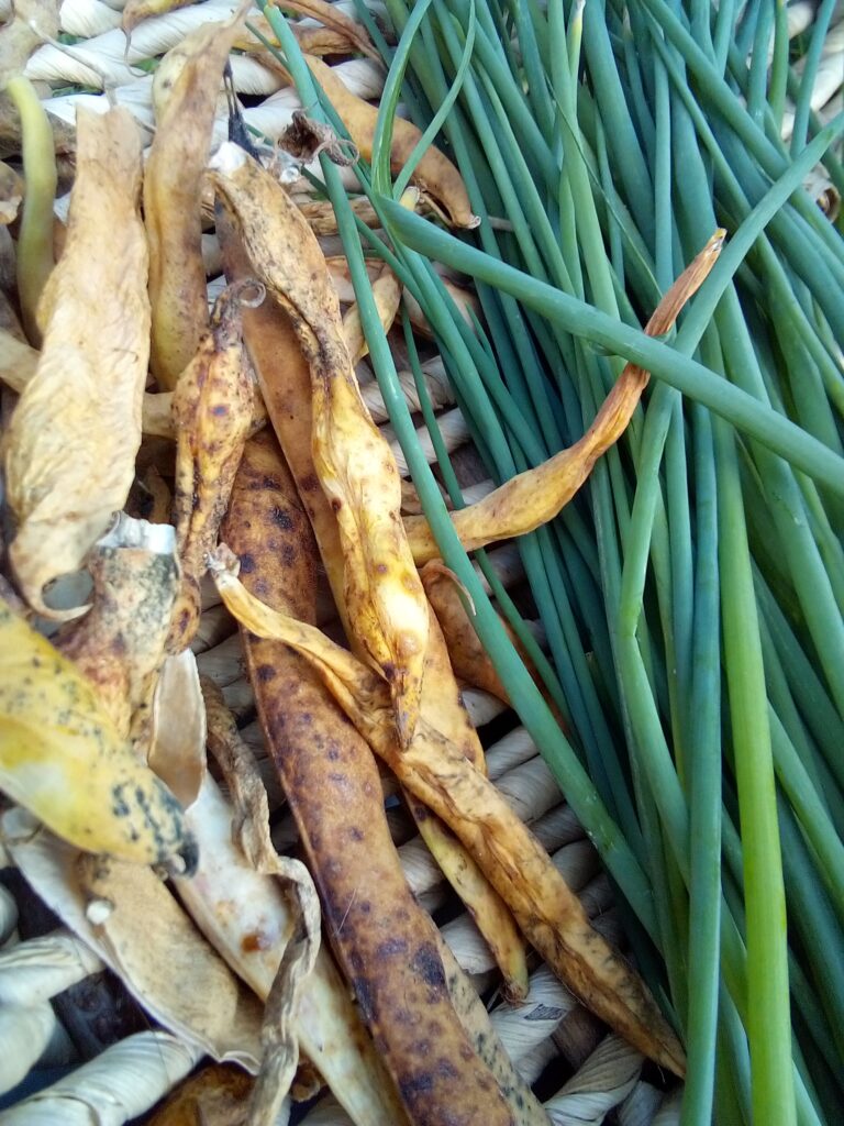 Calm morning light on balcony garden — slow living with open-pollinated and organic garden seeds Germany.