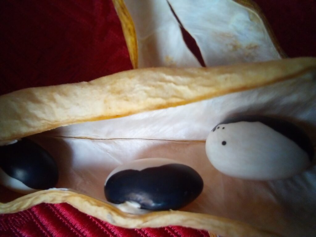 Hands collecting and labeling samenfest seeds — open-pollinated seed saving in Germany’s summer garden.