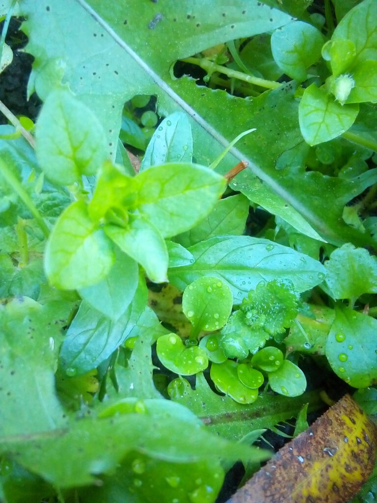Self-seeding vegetables growing freely in a mixed permaculture garden bed