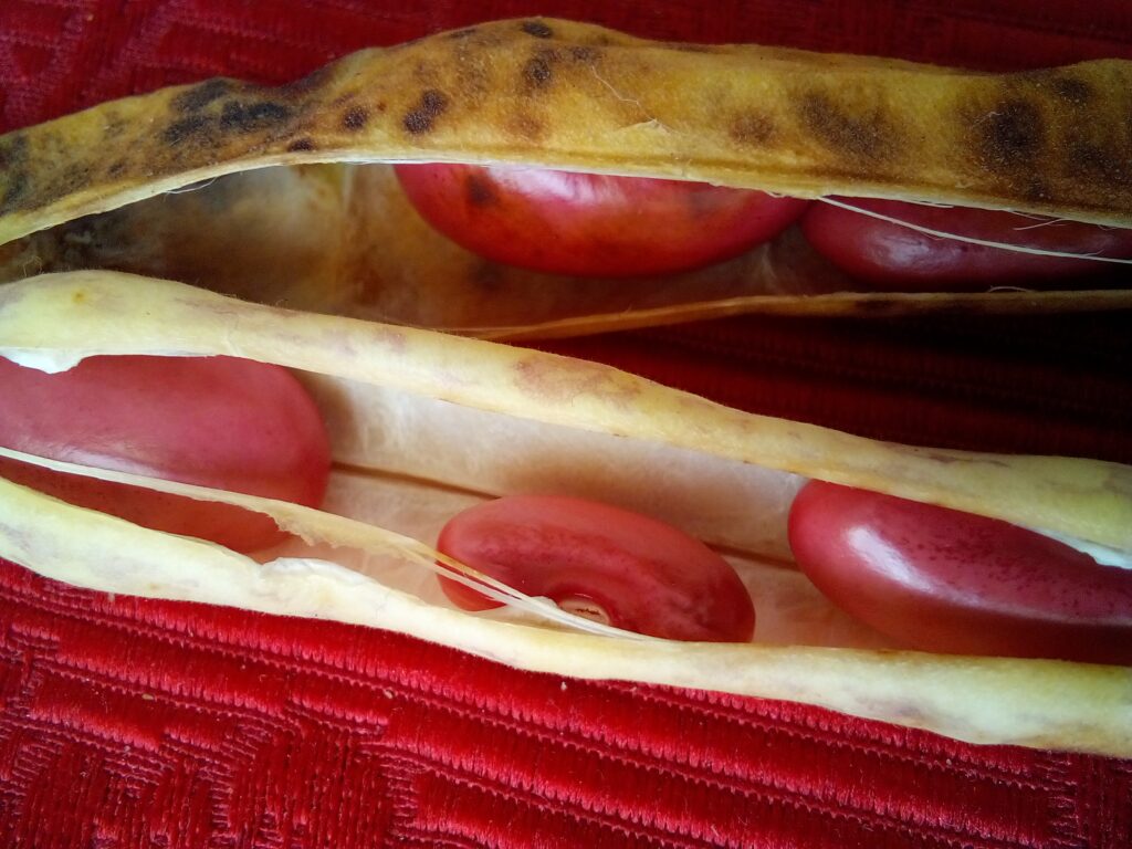 Close-up of open-pollinated seeds Germany growing on a small urban balcony — mindful gardening in spring sunlight