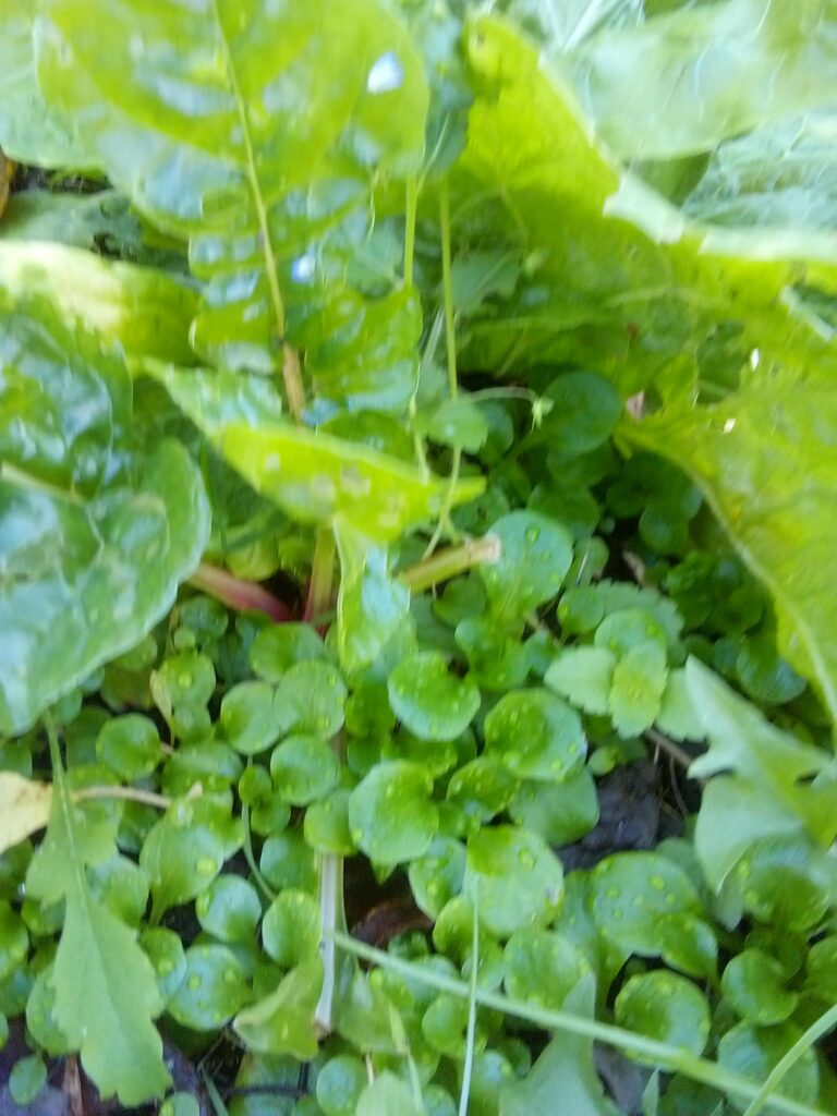 Gardener collecting open-pollinated seeds from mature field salad plants