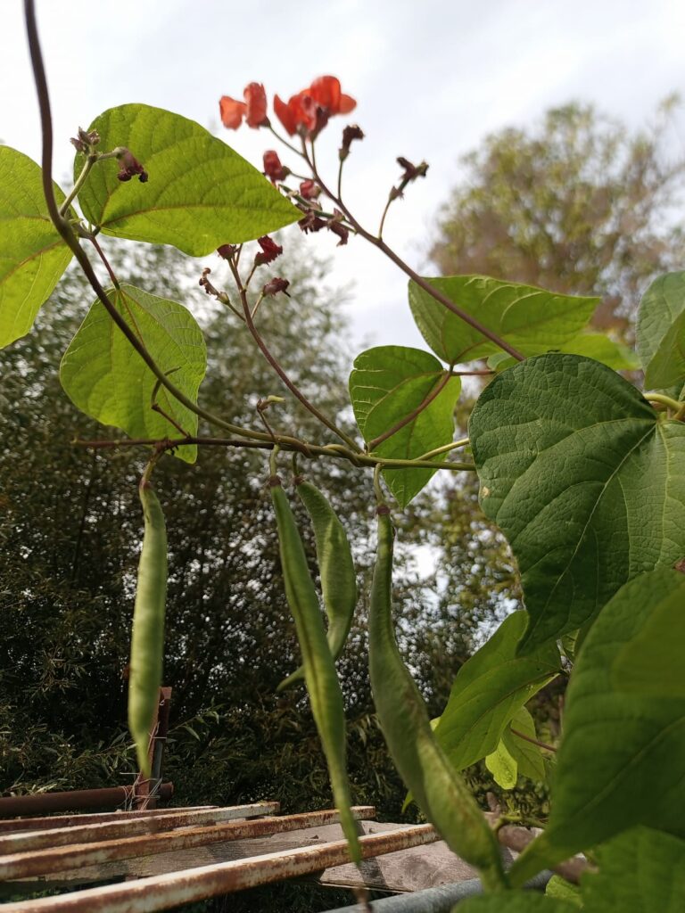 Little Plants Bee Meadow Mix wildflowers — organic samenfest seeds supporting bees and biodiversity in Germany.