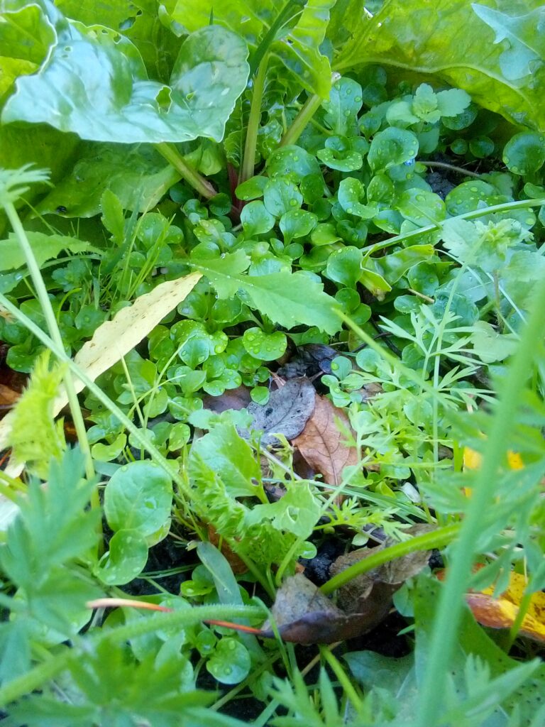 Open-pollinated field salad surviving frost and winter cold naturally