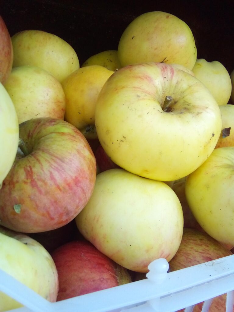 woman sorting apples on a wooden table before placing them in storage crates