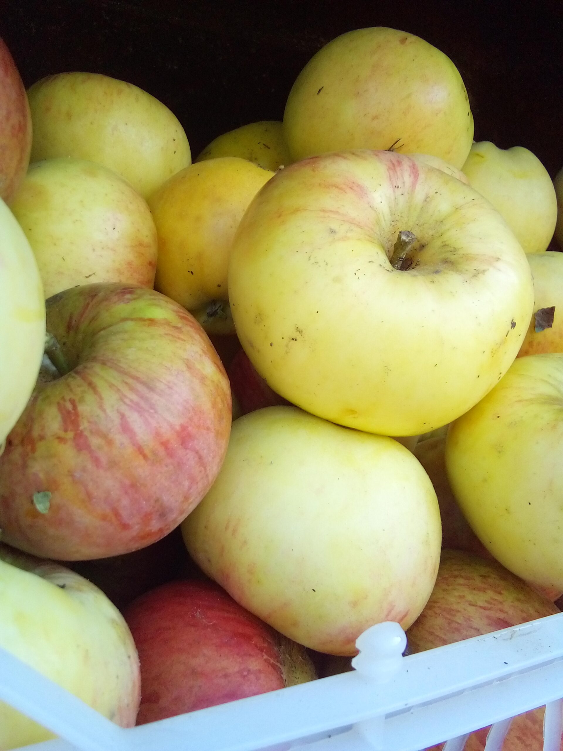 woman sorting apples on a wooden table before placing them in storage crates