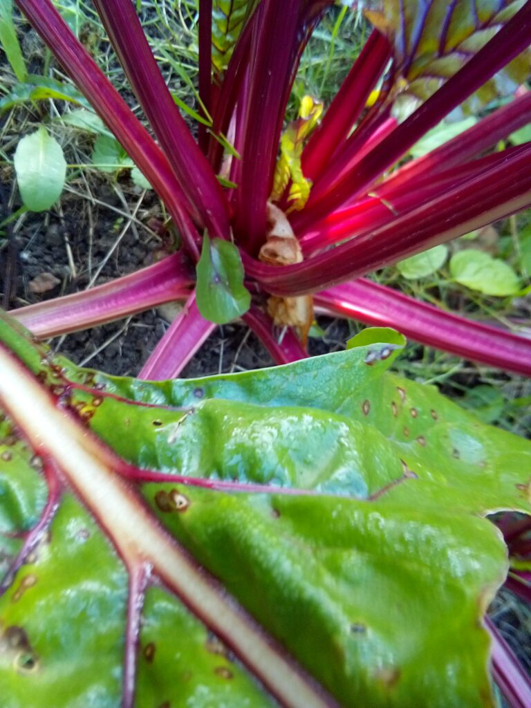 Raw vs cooked beets for salad comparison
