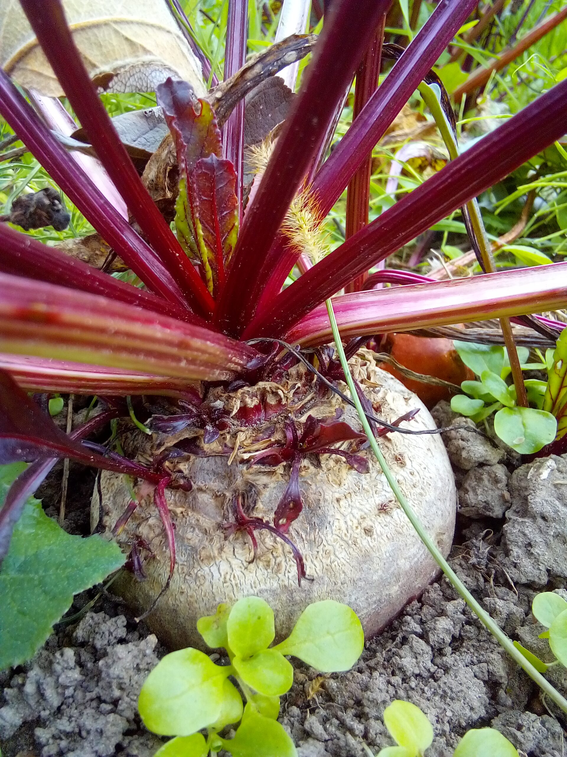 How to eat raw beets in salads without stains – use gloves
