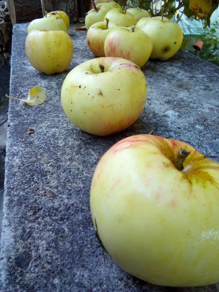 foldable 20-liter apple crates stacked in a cool, dark cellar