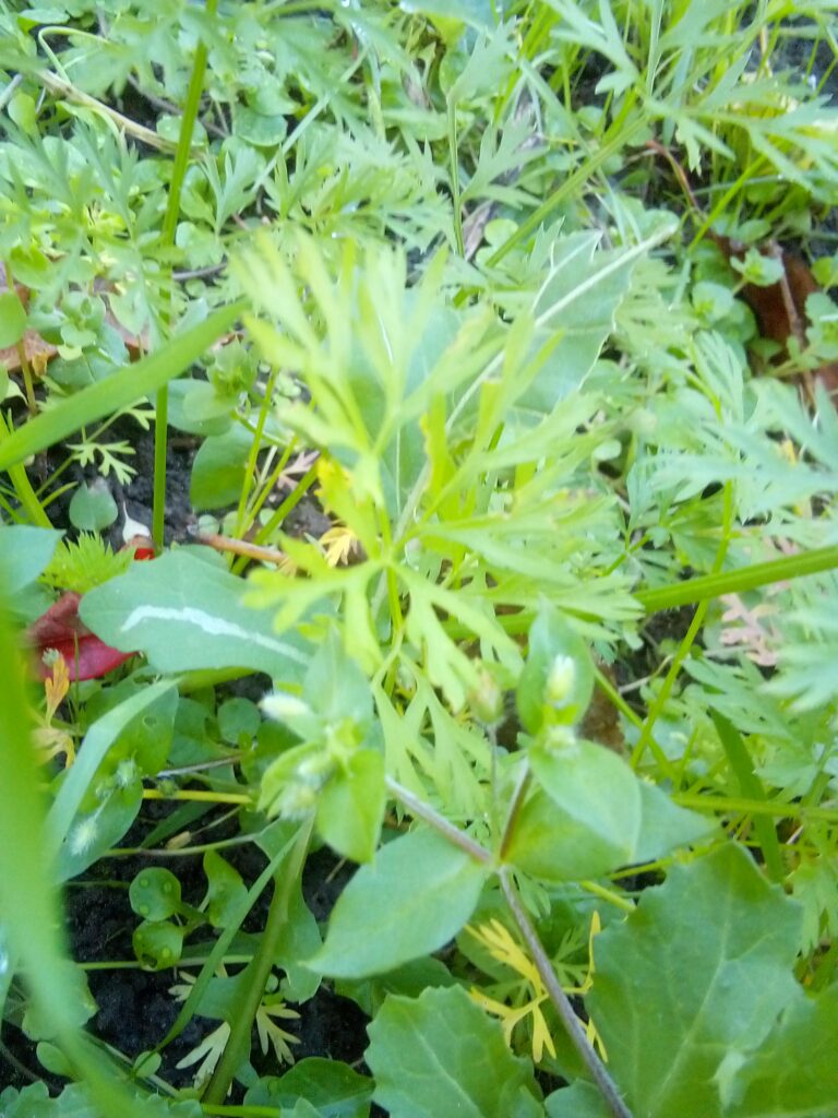 Field salad reseeding itself naturally in autumn in an open-pollinated garden