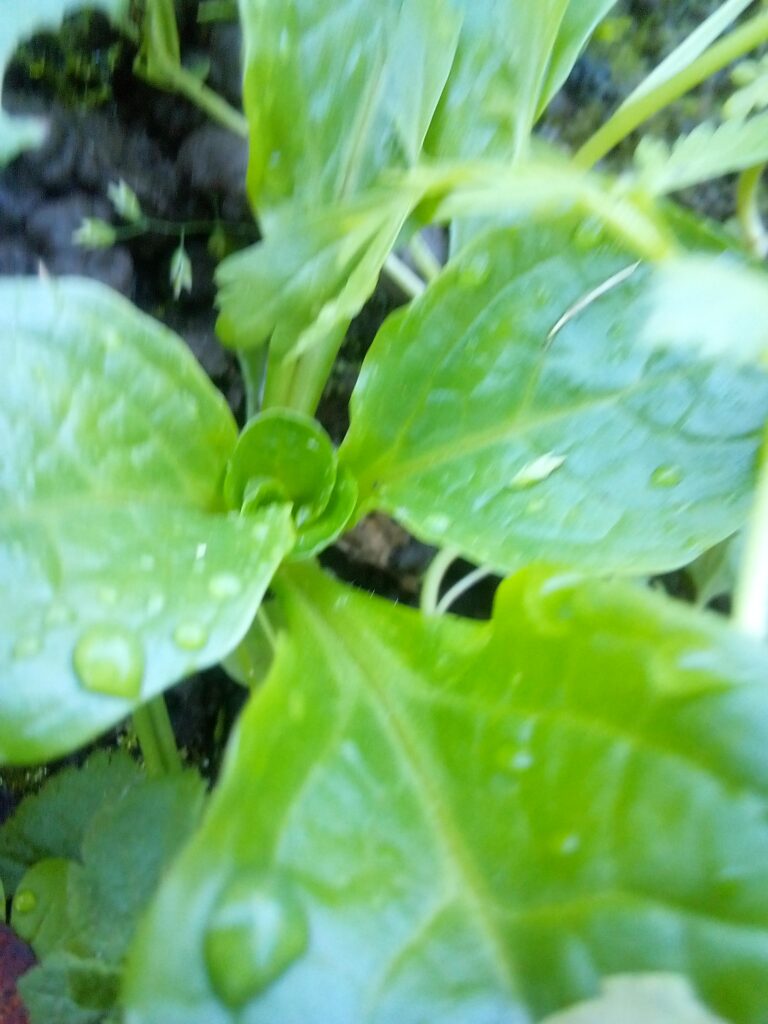 Heirloom seeds supporting seed sovereignty and biodiversity in the garden