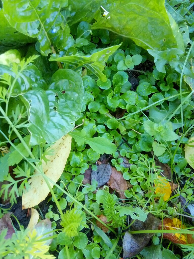 Flowering lamb’s lettuce showing natural pollination from open-pollinated seed